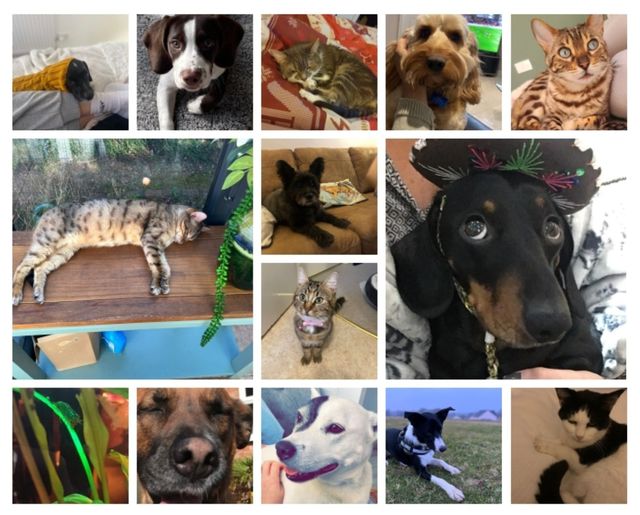You are currently viewing It’s National Pet Month! TXM Healthcare are a company of Pet Lovers so it’s onl…
