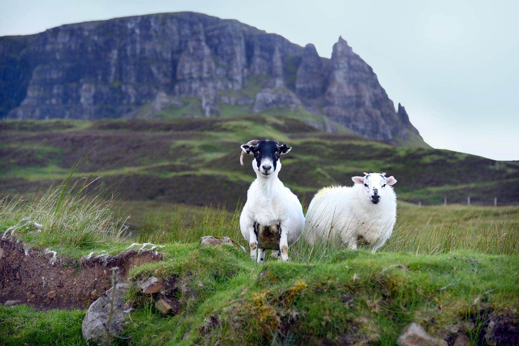 5cfb2232 d52a 4c6e 84bd 8e1f807af0f7 scotland skye trotternish sheep 120618 ch